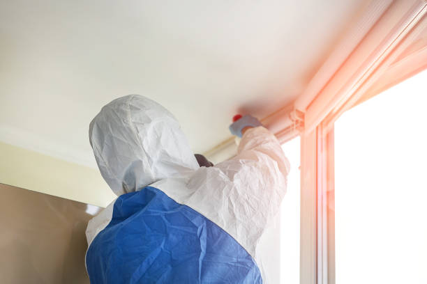 Best Black Mold Removal  in Town And Country, WA